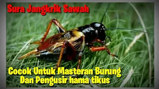 suara jangkrik sawah ngerik