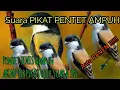 Download Lagu SUPER AMPUH ! suara pikat burung pentet ....ANTI ZONK
