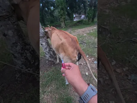 Penyuntikan vitamin ATP pada sapi kurus #shorts #animals #cows