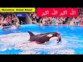 Download Lagu Dolphin Viral REAL VIDEO | The Viral “Jessica Radcliffe” Attack Story | Never Trust On The Animal