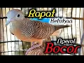 Download Lagu Perkutut lokal KETUKAN RAPAT - bikin perkutut naik birahi.
