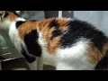 Lagu Kucing belang tiga jantan bertemu induk nya