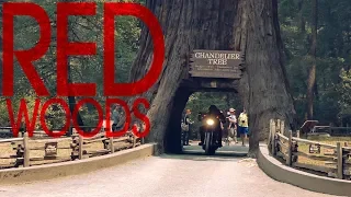 Riding the Redwoods – Detour 11