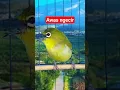 Download Lagu pleci ngecir-ngecir #plecigacor