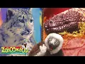 Lagu Hot and Cold | Zoboomafoo - WildBrain | Full Episodes for Kids