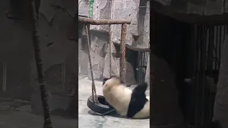 bored panda funny