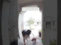 Heroic Driver Saves Woman and Her Dog From Pit Bull Attack