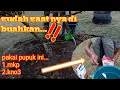 Lagu cara pemupukan durian musangking,agar cepat berbunga dengan pupuk MKP, KNO3 #durian #arjuna kincir