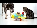 Download Lagu Mijn hamster is klaar om te vertrekken