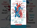 Download Lagu Anatomy of Heart | Heart Anatomy| Human heart anatomy #heart #heartanatomy #humanheart #humananatomy