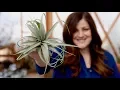 Download Lagu Air Plant Care Guide // Garden Answer