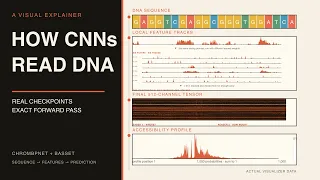 How CNNs Read DNA A Visual Guide to ChromBPNet and Basset