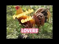 PUMPKIN GOLD LOVERS