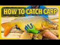 Download Lagu Cara Menangkap Ikan Mas, Tips Memancing Ikan Mas MURAH dan SEDERHANA