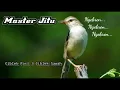 Download Lagu Masteran Jitu Ciblek Pari Ngebren || Suara Jernih panjang Bejeda