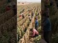 Download Lagu Secret to HUGE Peanut Yields! 1000+ lbs per acre!