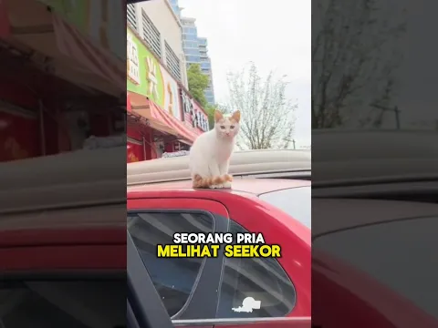 Kucing jalanan yang akhirnya mendapatkan majikan berhati malaikat🥺❤️