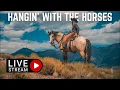 1 Horse 1 Mule 1 Mustang LIVESTREAM With The Barn Boys