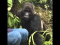 Download Lagu African Quest Safaris -  Breathtaking Silverback Gorilla encounter