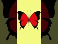 Drawing A Butterfly With Python
