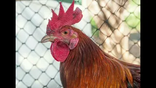 GTA 5 Michael Ringtone 3 