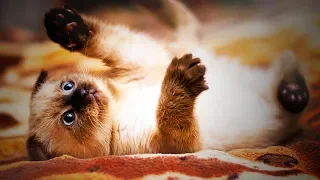 Funny Siamese Cats Playing Cute Siamese Cats Full Funny Pets