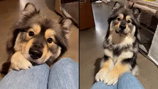 This Dog Knows Exactly How To Get What He Wants