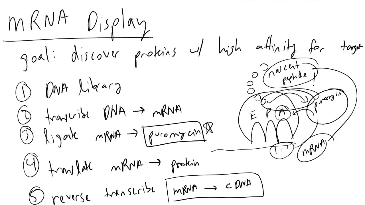 mRNA Display Introduction
