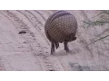 Tatu virando bola,  Armadillo  rolls into a ball - In the wild Brazil