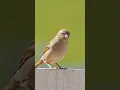 Bird Expert Reveals Jumping Bird s Hidden Talents