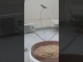 Download Lagu Birds, #naturecam #ruralnature