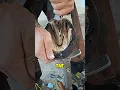 Lagu Cleaning Horse Foot 🤯 (@mjo.farrier on IG)