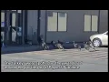 Turkeys try to visit a Great Falls furniture store