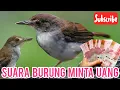Download Lagu SUARA BURUNG MINTA UANG/ CIK DUIT ATOU BURUNG PELANDUK