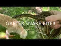 Garter Snake bite and a Toad Herping June 2020