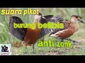 Download Lagu suara pikat burung belibis sawah