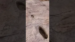 رجل ابو زيد الهلالي 