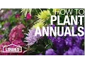 How to Plant Annual Flowers