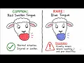 Explaining the blue tongue virus