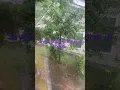 Daily rainfall in northern Florida