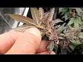 Ethos cotton candy cookies is getting purple and sticky