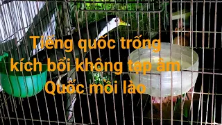 Chim Quốc Mồi |  Tiếng Gọi Bổi Chuẩn Giọng Rừng