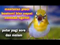 Download Lagu Masteran Pleci Bustomi Biar Gacor Dor ,Ngalas Nembak Ngotot