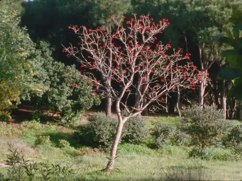 Competición Internacional Documenta 2023 | The secret garden - tráiler