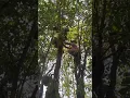 Download Lagu How to pluck Jackfruit and safely bring it to down  from tree