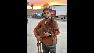 سحلبو قلبو               دندنها
