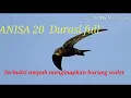 Download Lagu Suara inap Anisa 20 //Durasi full // ampuh menginapkan burung walet