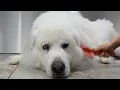 This Great Pyrenees Hadn t Been Groomed In 10 Years Watch Her Life Changing Transformation