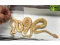 Banana Baby Ball Pythons Genetics Lesson