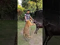 Download Lagu Goat Vs Tiger | Goat have no Fear from Tiger | Nouman Hassan |